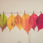 Photo Hair color palette