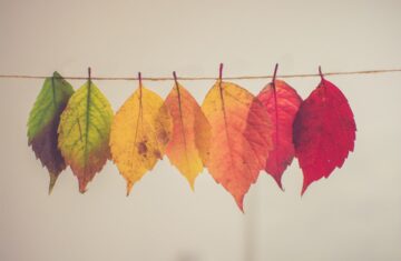 Photo Hair color palette