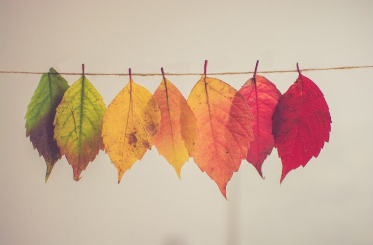 Photo Hair color palette