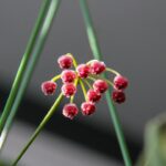 Photo flowering houseplant