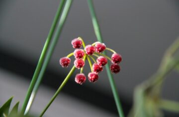 Photo flowering houseplant