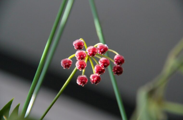 Photo flowering houseplant