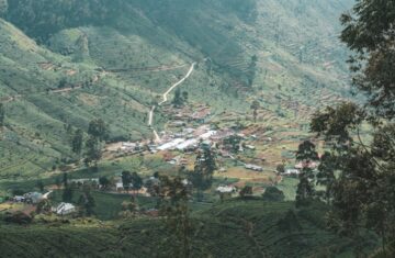 Photo kalarepa