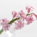 Photo ornamental flower