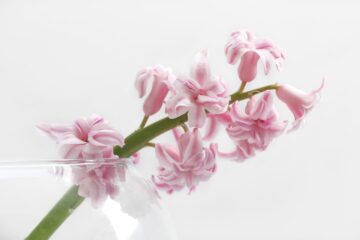 Photo ornamental flower