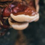 Photo mushroom picking