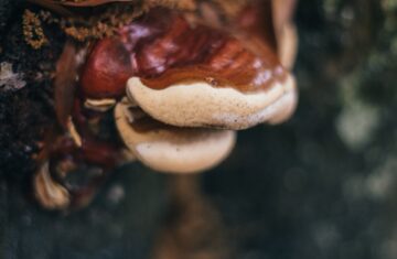 Photo mushroom picking