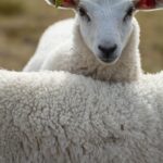 Photo wool
