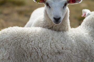 Photo wool